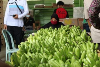 Lampung kembangkan kampung hortikultura untuk tingkatkan produksi pertanian