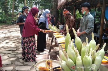 Festival 10.000 jagung di Kudus angkat potensi jagung