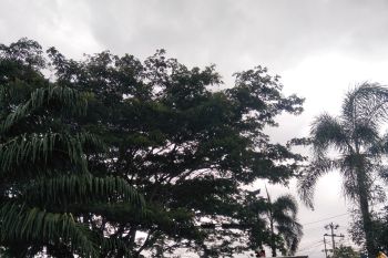 Pemkab Lombok Tengah mulai memangkas pohon antisipasi cuaca ekstrem