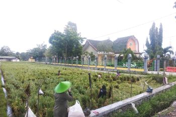 Produksi padi di Mataram melampaui target