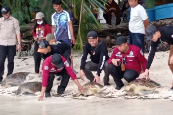 Empat penyu hijau dilepasliarkan di Pulau Kapoposang