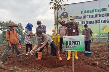 Kembangkan sentra durian, Kudus tanam 2.000 bibit musangking
