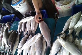 Ikan bandeng "Banjiri" TPI Paotere Makassar dampak waspada cuaca ekstrem