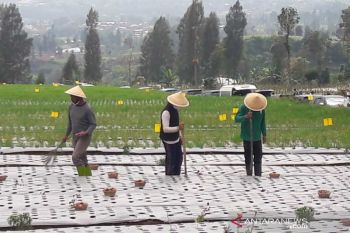 Temanggung siapkan 339 hektare lahan  "food estate"