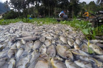 Fenomena ikan mati di Danau Maninjau