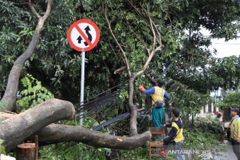 Disbudpar pastikan warga terdampak pohon tumbang peroleh santunan