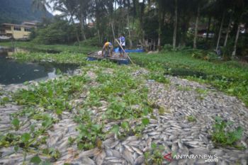 Kematian Massal Ikan Danau