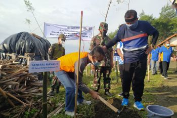 Pemkab Cilacap dan SBI tanam cemara laut di Pantai Kemiren