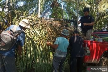 Harimau yang masuk ke permukiman  di Palembayan terekam kamera