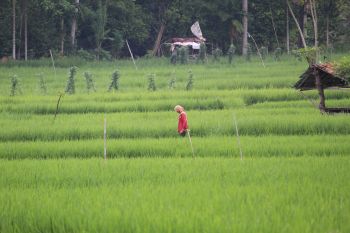 Lampung telah salurkan Rp186 miliar KUR pertanian melalui program kartu tani
