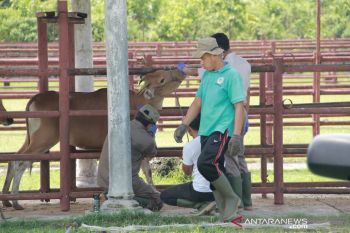 Jubir pemprov Sumbar bantah pengadaan sapi di Dinas Peternakan langgar spesifikasi