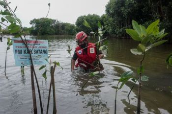Tanam mangrove di pesisir pantai utara