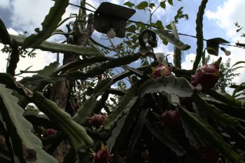 Listrik membuat bertani jadi lebih produktif dan lebih efisien