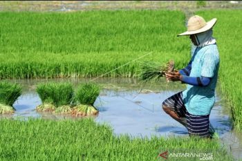 Sulsel segera salurkan 2.600 ton benih padi kepada 24 daerah