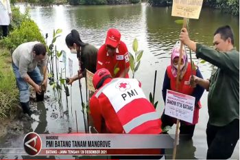 PMI Batang tanam mangrove