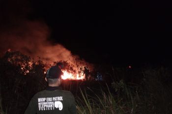 Kawasan hutan Way Kambas alami kebakaran