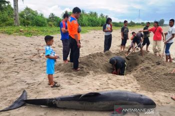Ini dia penyebab lumba lumba mati di Aceh Selatan