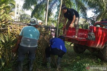 KSDA : Konflik manusia-satwa liar di Agam meningkat hampir 100 persen