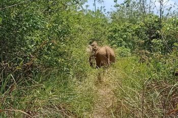 Gajah liar teror warga di Pidie, BKSDA Aceh turunkan tim untuk atasi gangguan