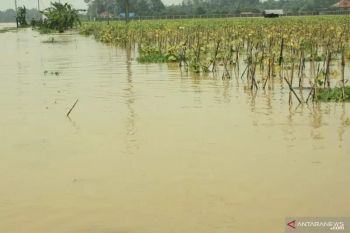 Ratusan hektare sawah di OKU Timur  direndam banjir