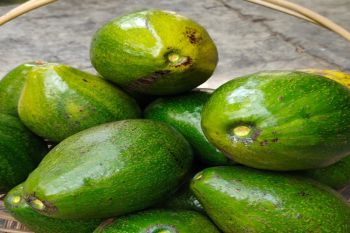 Lampung dorong petani ekspor buah tropis
