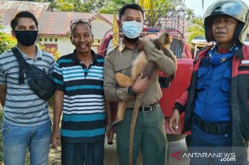 KSDA Agam selamatkan 18 satwa liar selama 2021