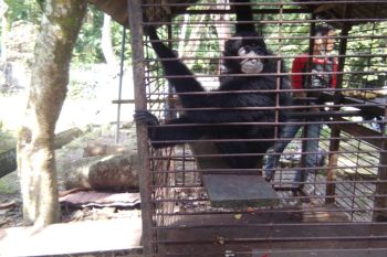 Lama dipelihara Sekda Siak, Siamang ini diserahkan ke BBKSDA Riau