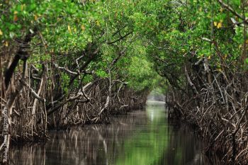 Kolaborasi pengelolaan ekosistem mangrove berbasis masyarakat