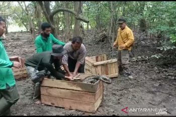 BBKSDA Riau lepasliarkan ular piton dan buaya pernah gigit anak sekolah