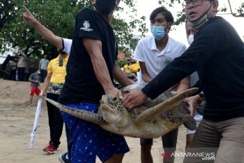 33 ekor penyu hijau berenang ke tengah laut  Pantai Kuta