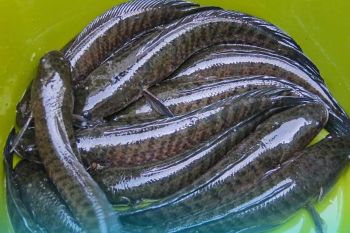 Bangka Tengah budidayakan ikan gabus