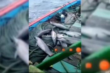 Warganet ramai kecam penangkapan tujuh lumba-lumba di Pacitan