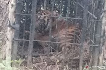 Seekor Harimau Sumatera masuk kandang jebak BKSDA Sumbar (Video)