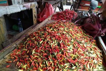 Harga minyak goreng dan cabai rawit mulai turun di Makassar