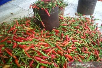 Harga cabai di Banjarmasin tembus Rp150.000/kg
