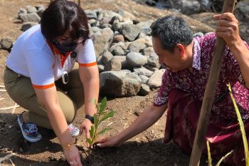Galakkan penghijauan, Aruna Senggigi tanam 2.000 pohon di Batulayar