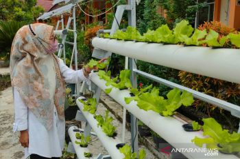 Dinas Pangan Kota Solok galakkan gang hijau tunjang ketahanan pangan