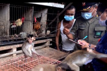 Sidak perdagangan satwa liar di Denpasar