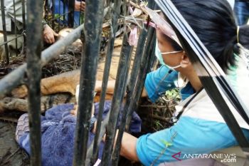 Harimau masuk kandang jebak di Agam berkelamin betina (Video)