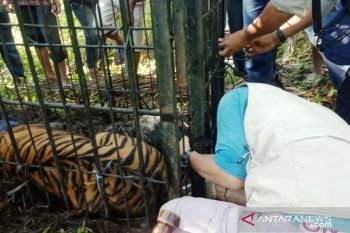 Harimau Sumatera masuk kandang jebak di Agam berkelamin betina