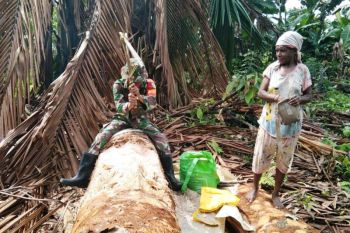 TNI bantu mengolah pohon sagu warga Samanente Sarmi Papua
