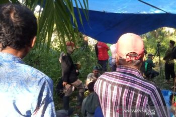 Evakuasi harimau di Maua Agam jadi tontonan warga