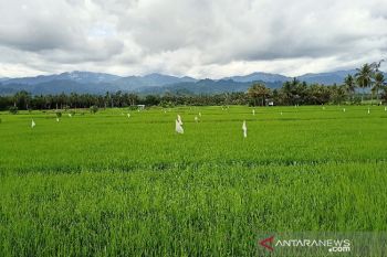 Pemkab Parimo:  Alih fungsi lahan turunkan produktivitas pertanian