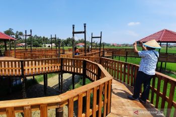 Desa wisata sawah di Pariaman dikunjungi ratusan orang per hari