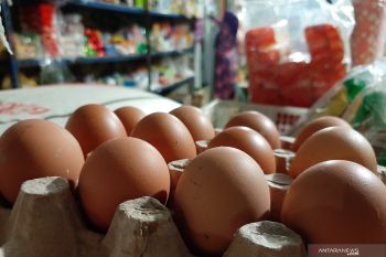Ini penyebab kenaikan harga telur ayam ras