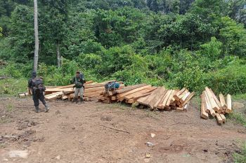Kayu ilegal di kawasan HP Air Rami Mukomuko dimusnahkan