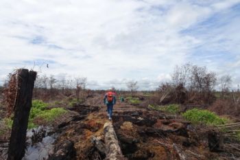 KLHK gugat perusahaan pembakar hutan lahan PT RKA Rp1 triliun