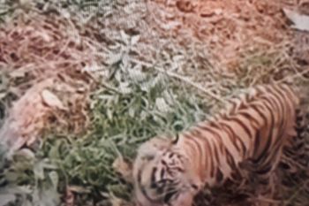 Seekor harimau terekam video berkeliaran di Ujung Gading Pasbar, BKSDA turunkan tim