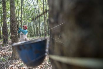 Gubernur Sumsel minta perkebunan karet dijaga keberlanjutannya terkait impor bokar