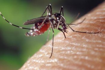 Kementerian Kesehatan ingatkan cegah penyakit Dengue dengan berantas larva nyamuk